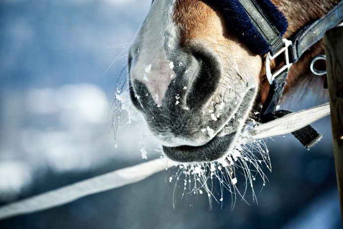 Vinterudfordring: kolde heste og krudttønder